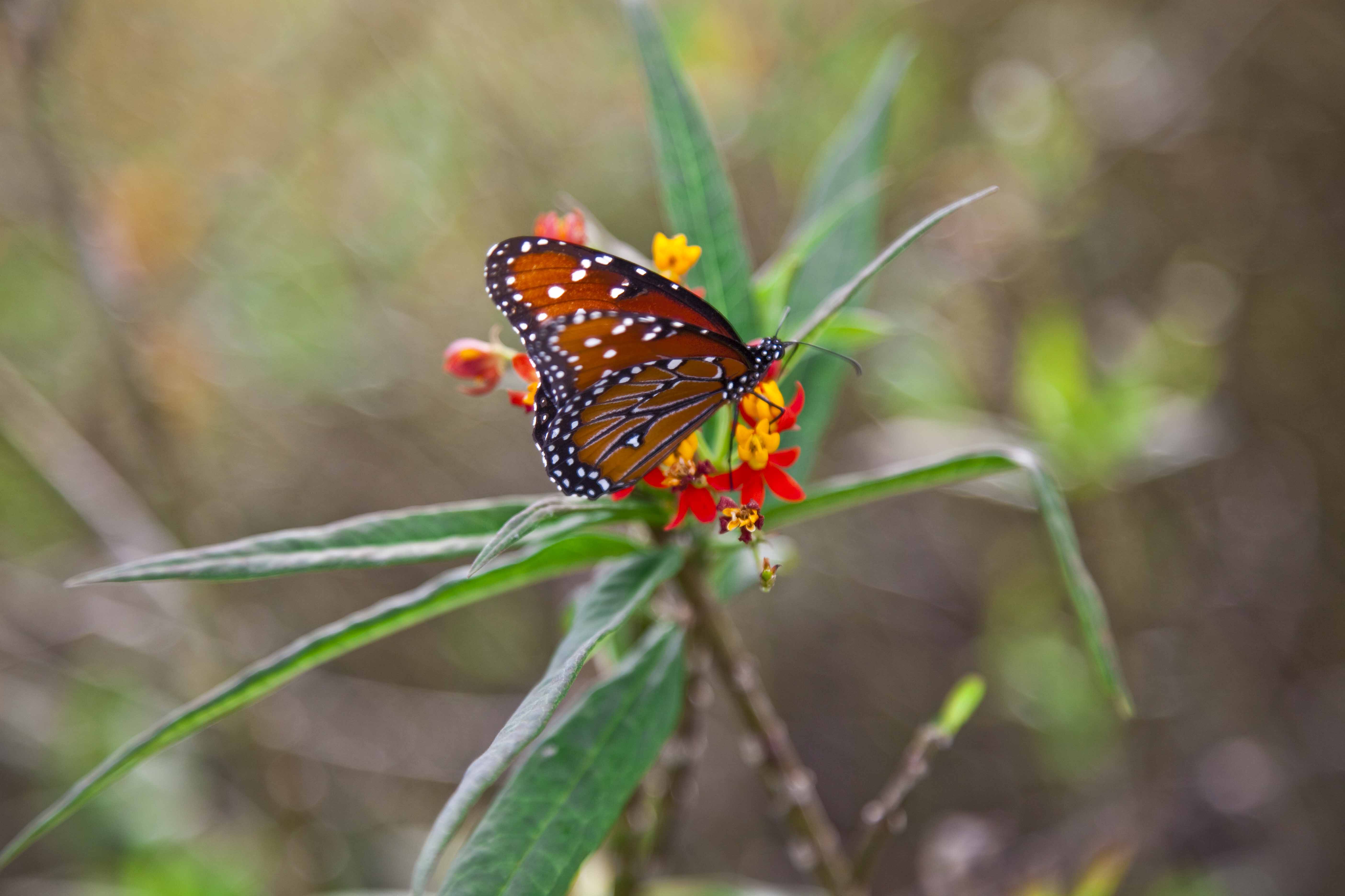 The North American Butterfly Association (NABA) Launches Its Landscape ...