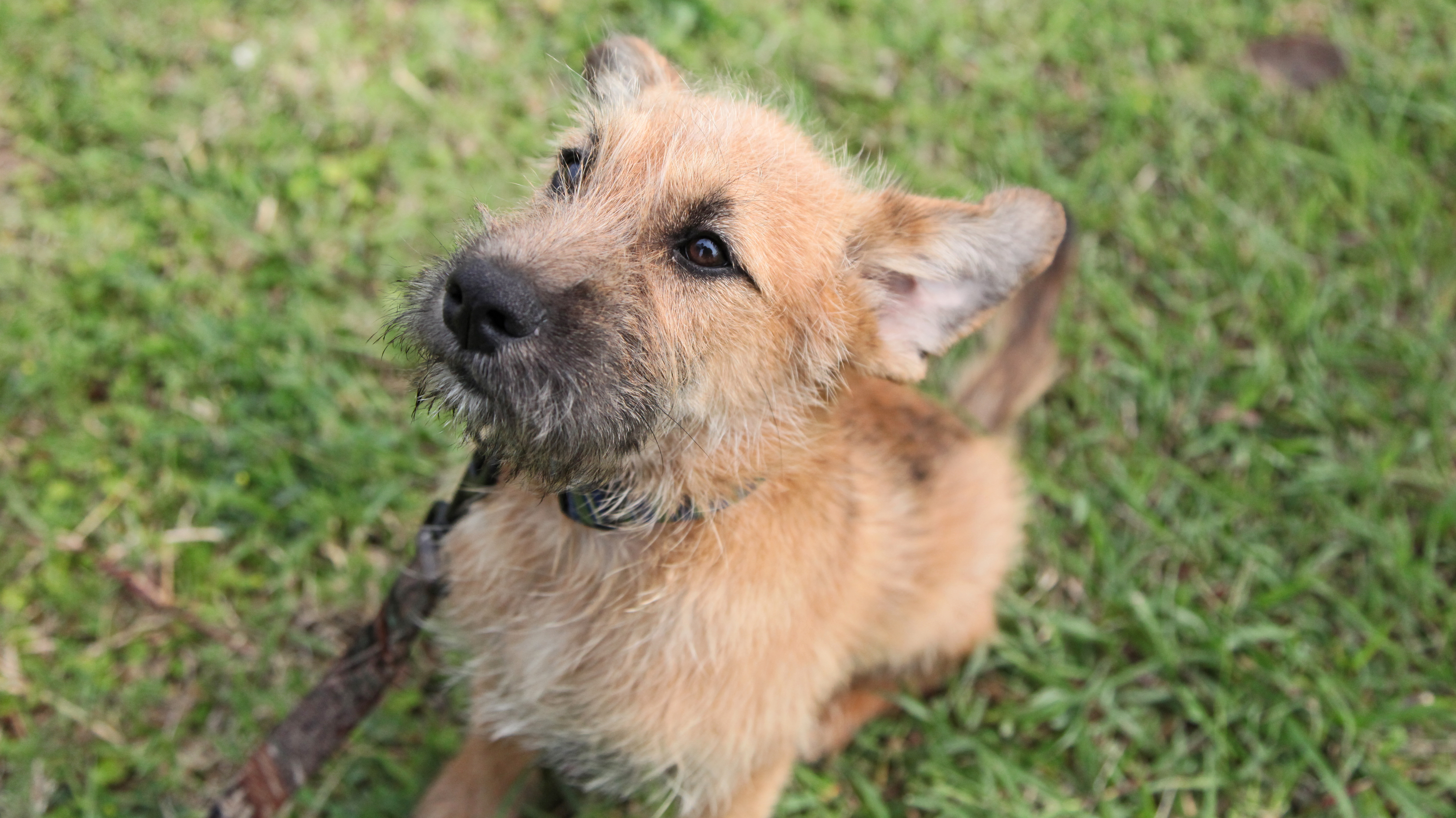 My name is I'm a Wirehaired Fox Terrier – believed to be 3 4 months old – who is looking for a family! If you would like to adopt